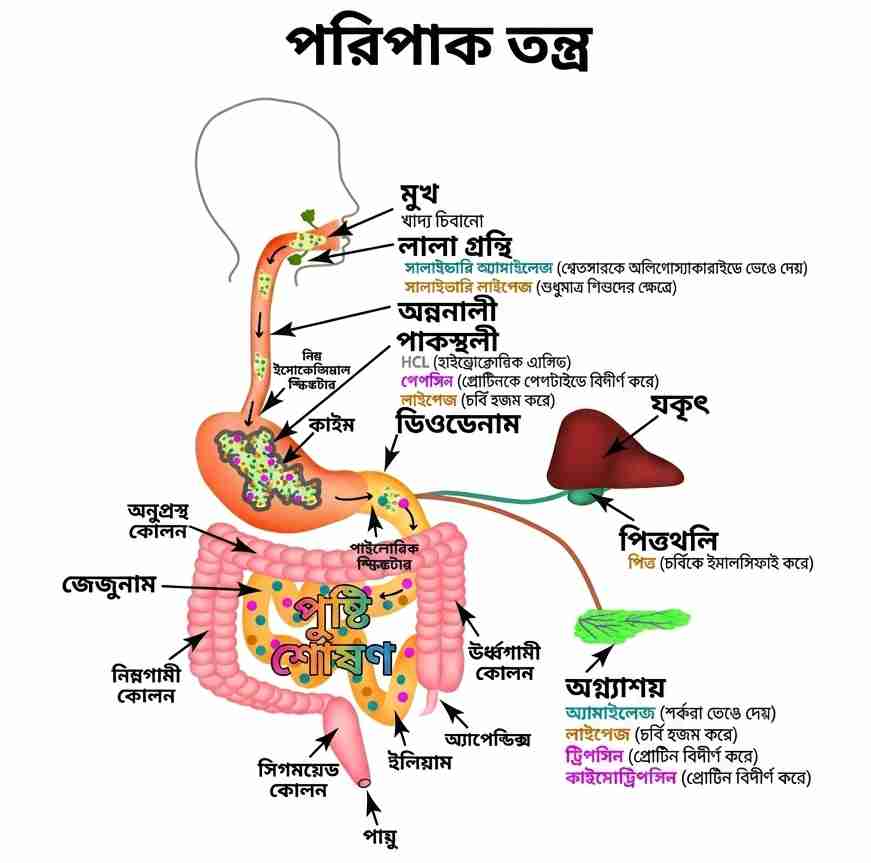 পুষ্টি